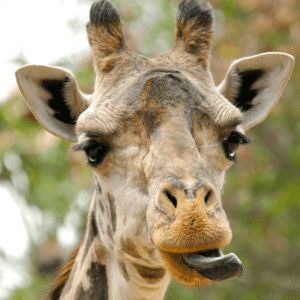Funny tongue out giraffe